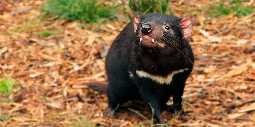 Pussiahma Australiassa