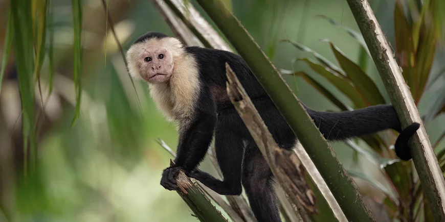 Kapucinaapina Costa Ricassa.