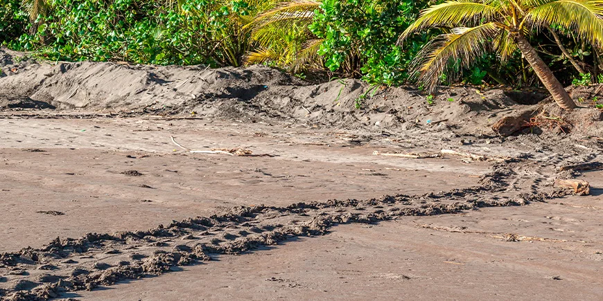 Merikilpikonnan jäljet Tortuguero-rannalla Costa Ricassa