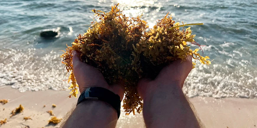 Kourallinen merilevää Playa del Carmenilla Meksikossa