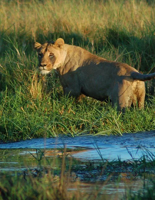 Leijona korkeassa heinikossa Okavangon suiston pensassavannilla