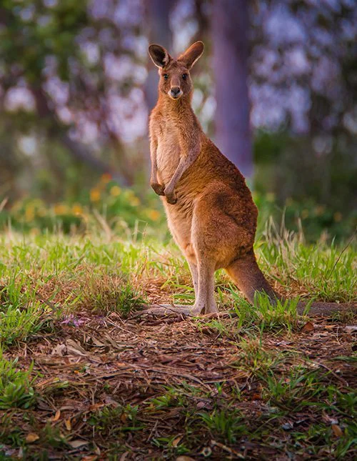 australialainen punajättikenguru