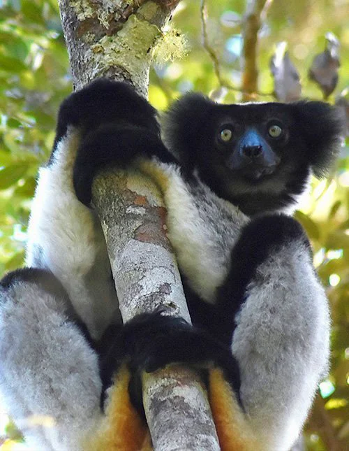 Maki takertuu puuhun Madagaskarissa