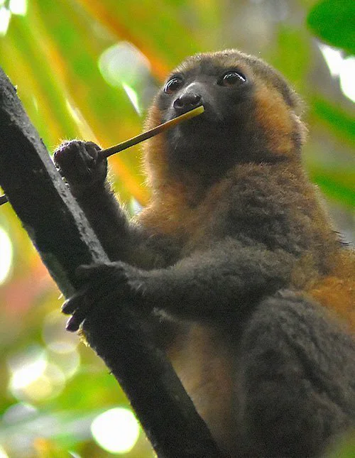Maki istuu oksalla ja syö bambua Ranomafanan kansallispuistossa Madagaskarilla
