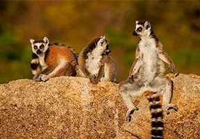 Kattalemurit hengailevat Madagaskarilla