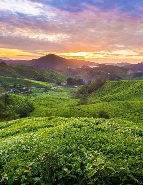 Kaunis auringonnousu Malesian Cameron Highlandsissa sijaitsevan Sungai Palas Tea Plantationin yllä